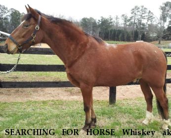 SEARCHING FOR HORSE Whiskey aka Moe, REWARD  Near Suwanee, GA, 30024
